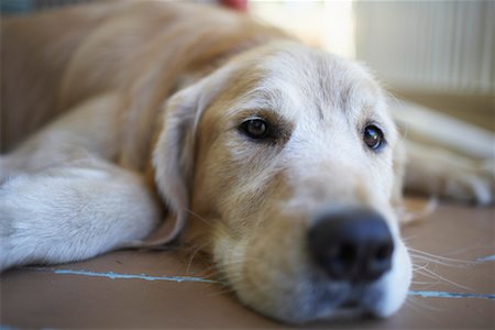 simsearch:700-00195387,k - Dog Lying on Floor Stock Photo - Rights-Managed, Code: 700-00681483