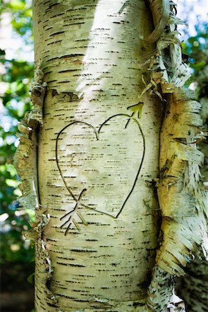 Tree with Heart and Arrow Carved into it Fotografie stock - Rights-Managed, Codice: 700-00683183