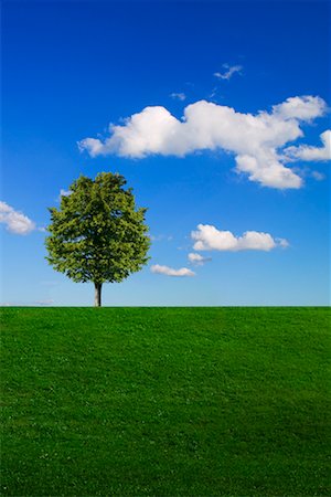 Lone Maple Tree in Field Stock Photo - Rights-Managed, Code: 700-00683363