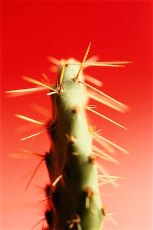 prickly object - Close Up of Cactus Stock Photo - Rights-Managed, Code: 700-00711680