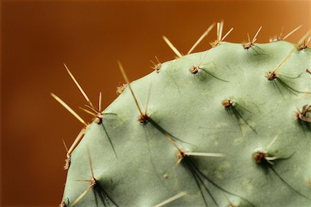 simsearch:700-02386228,k - Prickly Pear Cactus Photographie de stock - Rights-Managed, Code: 700-00711682