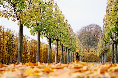 Schoenbrunn Palace Gardens, Vienna, Austria Stock Photo - Rights-Managed, Code: 700-00711709