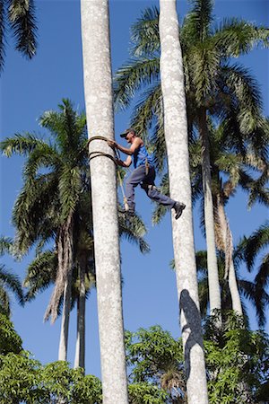 simsearch:700-00160780,k - Plantation Worker Climbing Tree, Cuba Foto de stock - Con derechos protegidos, Código: 700-00711777