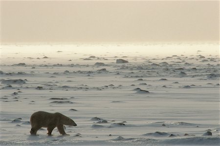 simsearch:700-00165433,k - Eisbär, Churchill, Manitoba, Kanada Stockbilder - Lizenzpflichtiges, Bildnummer: 700-00712095