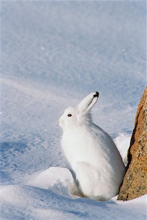 Arctic Hare, Churchill, Manitoba, Canada Stock Photo - Rights-Managed, Code: 700-00712097