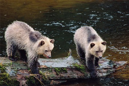 Grizzly Bears, Knight Inlet, British Columbia, Canada Stock Photo - Rights-Managed, Code: 700-00712092