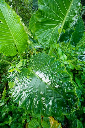 simsearch:700-00866428,k - Tropical Vegetation Foto de stock - Con derechos protegidos, Código: 700-00747767