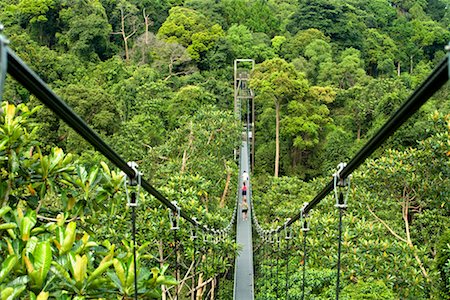 HSBC Treetop Walk in MacRitchie Reservoir, Singapore Stock Photo - Rights-Managed, Code: 700-00747773