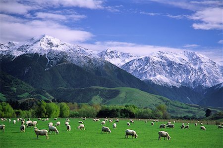 Sheep, Kaikoura Range, Kaikoura, New Zealand Stock Photo - Rights-Managed, Code: 700-00747896