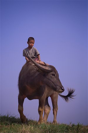 Boy Riding A Buffalo, Myanmar Stock Photo - Rights-Managed, Code: 700-00768068