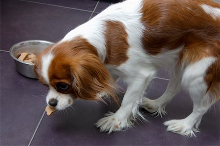 dog food eating - Cavalier King Charles Spaniel with Dog Treat Stock Photo - Rights-Managed, Code: 700-00782303