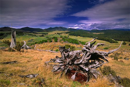 Dead Tree in Pasture, Abel Tasman National Park, New Zealand Stock Photo - Rights-Managed, Code: 700-00795717