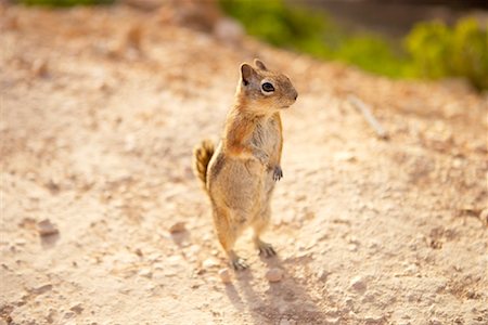 standing on hind legs - Écureuil Photographie de stock - Rights-Managed, Code: 700-00806681