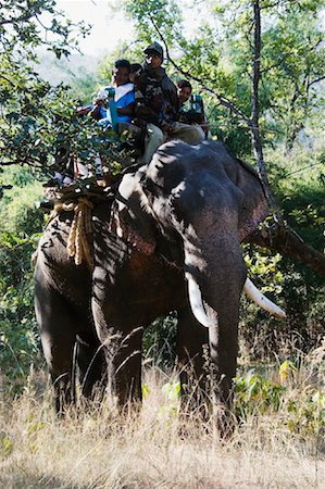 simsearch:700-02828381,k - Gens équitation d'éléphant, Parc National de Bandhavgarh, Madhya Pradesh, Inde Photographie de stock - Rights-Managed, Code: 700-00800758