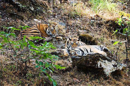 simsearch:862-08273314,k - Sleeping Tigers Stock Photo - Rights-Managed, Code: 700-00800768