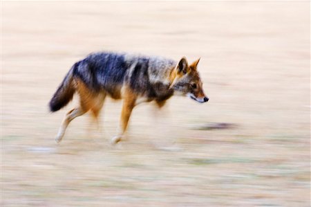 Running Jackal, Bandhavgarh National Park, Madhya Pradesh, India Stock Photo - Rights-Managed, Code: 700-00800769