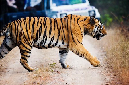 Tiger Crossing Road, Bandhavgarh National Park, Madhya Pradesh, India Stock Photo - Rights-Managed, Code: 700-00800763