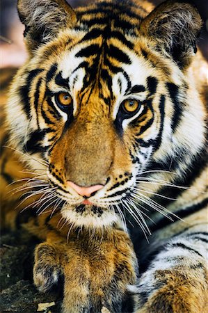 simsearch:862-08090013,k - Portrait of Tiger Foto de stock - Con derechos protegidos, Código: 700-00800840