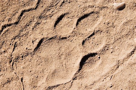 footstep in dirt - Tiger Pug Mark Stock Photo - Rights-Managed, Code: 700-00800855