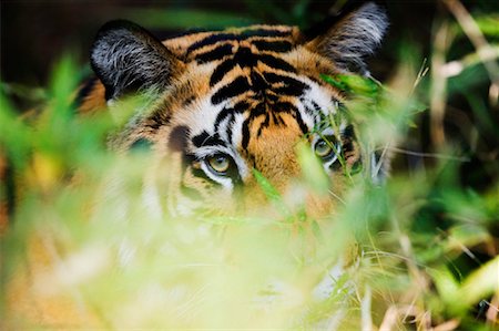 Tiger, Bandhavgarh National Park, Madhya Pradesh, India Stock Photo - Rights-Managed, Code: 700-00800874