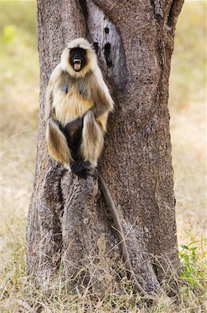 Monkey, Bandhavgarh National Park, Madhya Pradesh, India Stock Photo - Rights-Managed, Code: 700-00800875