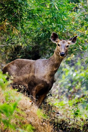 Sambar Deer, Parc National de Bandhavgarh, Madhya Pradesh, Inde Photographie de stock - Rights-Managed, Code: 700-00800872