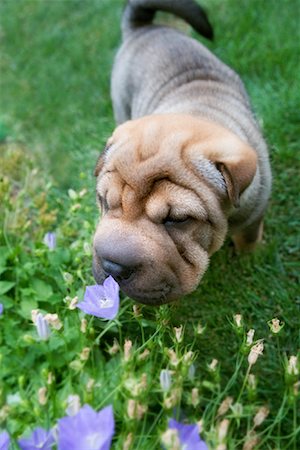 perro salvaje - Puppy Smelling Flowers Foto de stock - Con derechos protegidos, Código: 700-00814495