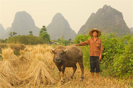 Rice Farmer, Yulong River Valley, Yangshuo, Guangxi Province, China Stock Photo - Rights-Managed, Code: 700-00823697