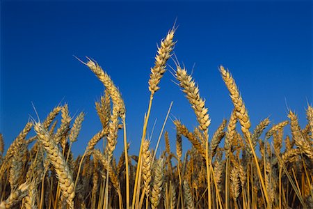 Close-Up of Wheat Stock Photo - Rights-Managed, Code: 700-00846492