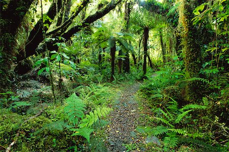 subtropical - Path Through Rainforest, Westland National Park, New Zealand Stock Photo - Rights-Managed, Code: 700-00846847