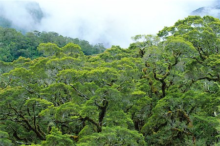 parque nacional fiordland - Trees in Rainforest, Fjordland National Park, South Island, New Zealand Foto de stock - Con derechos protegidos, Código: 700-00846850