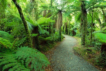 simsearch:841-03674237,k - Path Through Rainforest, Mount Aspiring National Park, South Island, New Zealand Foto de stock - Con derechos protegidos, Código: 700-00846853