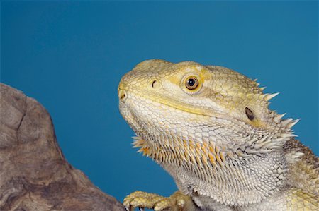 Portrait of Bearded Dragon Stock Photo - Rights-Managed, Code: 700-00847237