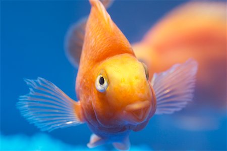 Close Up of Blood Parrot Fish Foto de stock - Direito Controlado, Número: 700-00847239