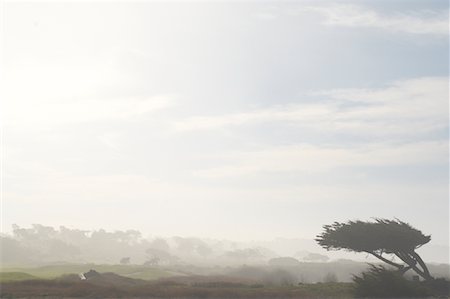 Monterrey Pine on 17 Mile Drive, Pacific Grove, California, USA Stock Photo - Rights-Managed, Code: 700-00847783