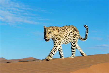 simsearch:841-03060833,k - Leopard dans le désert namibien, Afrique du Sud Photographie de stock - Rights-Managed, Code: 700-00848257