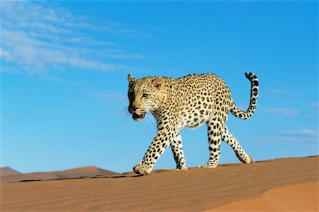 simsearch:841-03061612,k - Leopard dans le désert namibien, Afrique du Sud Photographie de stock - Rights-Managed, Code: 700-00848257