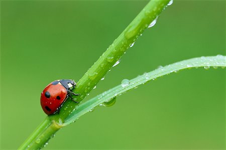 dew drops on green stem - Close-Up of Ladybug Stock Photo - Rights-Managed, Code: 700-00848251