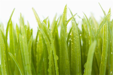 Wheat Grass Stock Photo - Rights-Managed, Code: 700-00848712