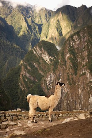south american animal - Alpaca, Machu Picchu, Peru Stock Photo - Rights-Managed, Code: 700-00864151