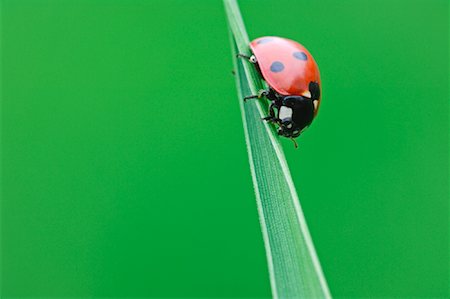 Close-Up of Ladybug Stock Photo - Rights-Managed, Code: 700-00864717