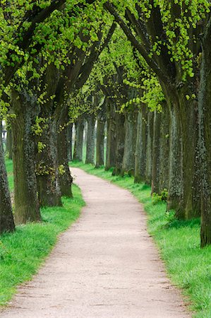 simsearch:700-00864724,k - Tree Lined Path, Bavaria, Germany Fotografie stock - Rights-Managed, Codice: 700-00864710