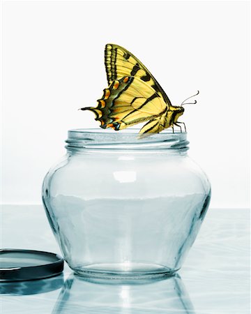 Tiger Swallowtail Butterfly on Top of Jar Stock Photo - Rights-Managed, Code: 700-00865245