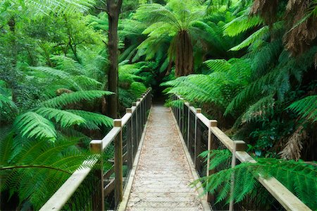 subtropical - Footbridge in Rainforest, Yarra Ranges National Park, Victoria, Australia Stock Photo - Rights-Managed, Code: 700-00865316