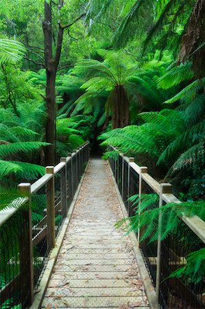 simsearch:841-03062546,k - Passerelle en forêt, Parc National des Yarra Ranges, Victoria, Australie Photographie de stock - Rights-Managed, Code: 700-00865317
