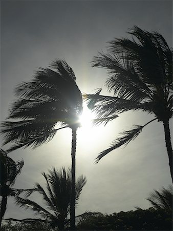 Palm Trees in the Wind, Maui, Hawaii, USA Foto de stock - Con derechos protegidos, Código: 700-00865546