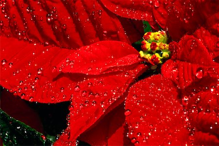 simsearch:700-00028083,k - Poinsettia Photographie de stock - Rights-Managed, Code: 700-00865611