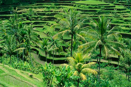récolte des céréales - Rizières en terrasse, Bali, Indonésie Photographie de stock - Rights-Managed, Code: 700-00866325