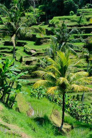Rizières en terrasse, Bali, Indonésie Photographie de stock - Rights-Managed, Code: 700-00866326