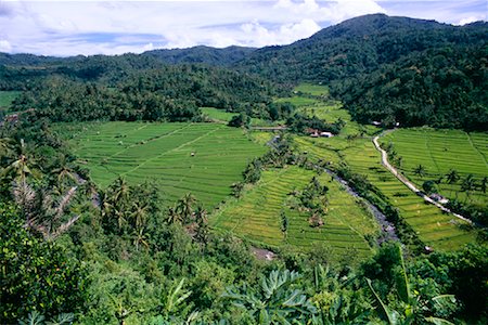 Rice Terraces, Bali, Indonesia Stock Photo - Rights-Managed, Code: 700-00866336